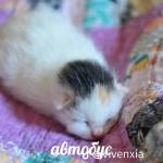 Harvi852 Profile Picture