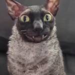 relaxplsss Profile Picture