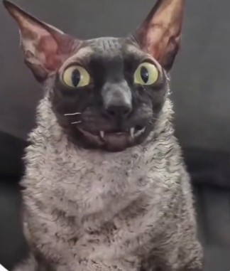 relaxplsss Profile Picture