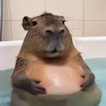 Anna_Capibara Profile Picture