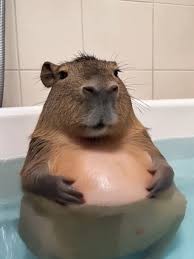Anna_Capibara Profile Picture