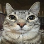 Tokshi Profile Picture