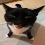 vovchik0505 Profile Picture