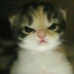 Zymb4l Profile Picture