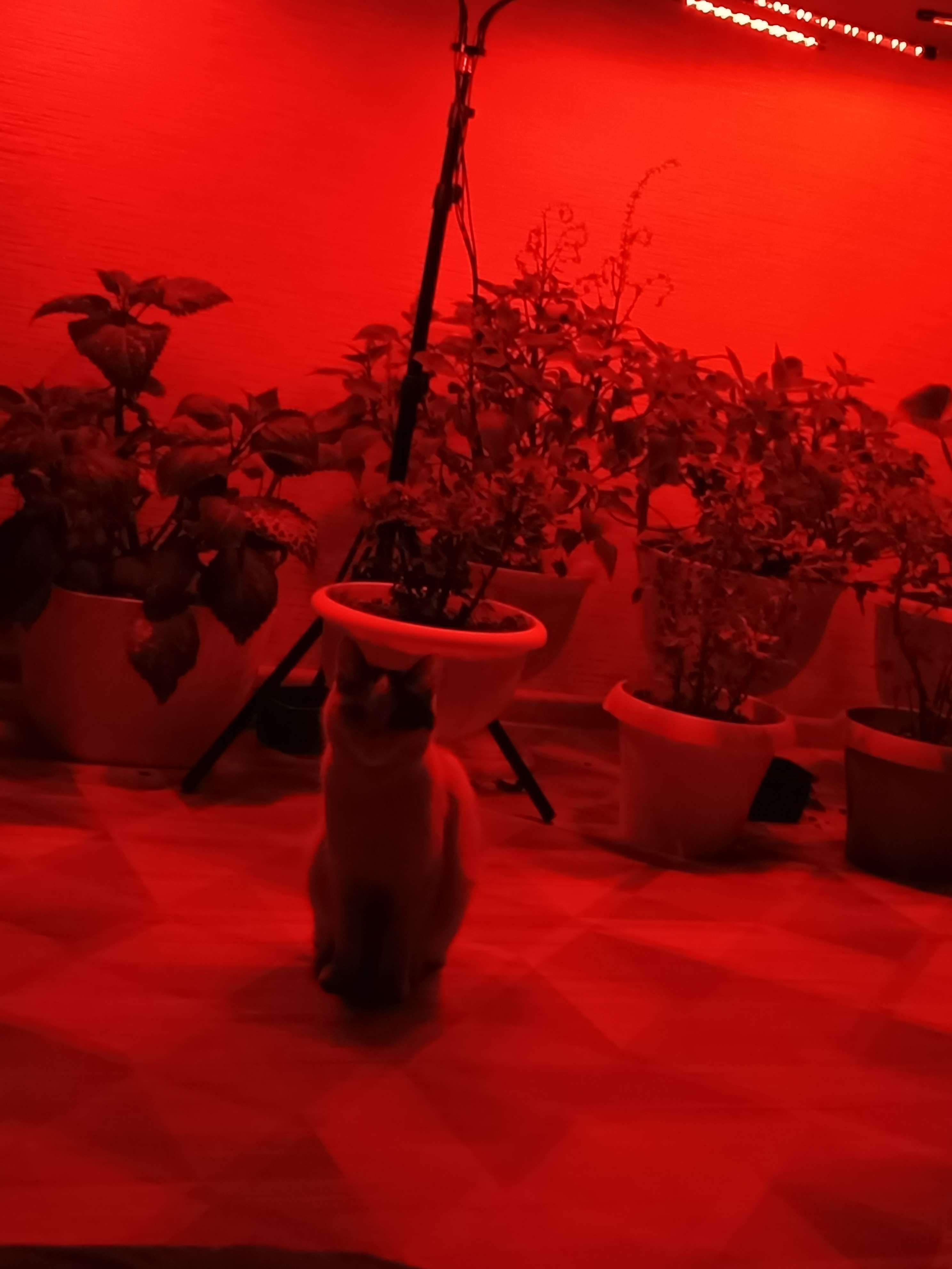 Iphone Profile Picture