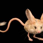 polilomik Profile Picture