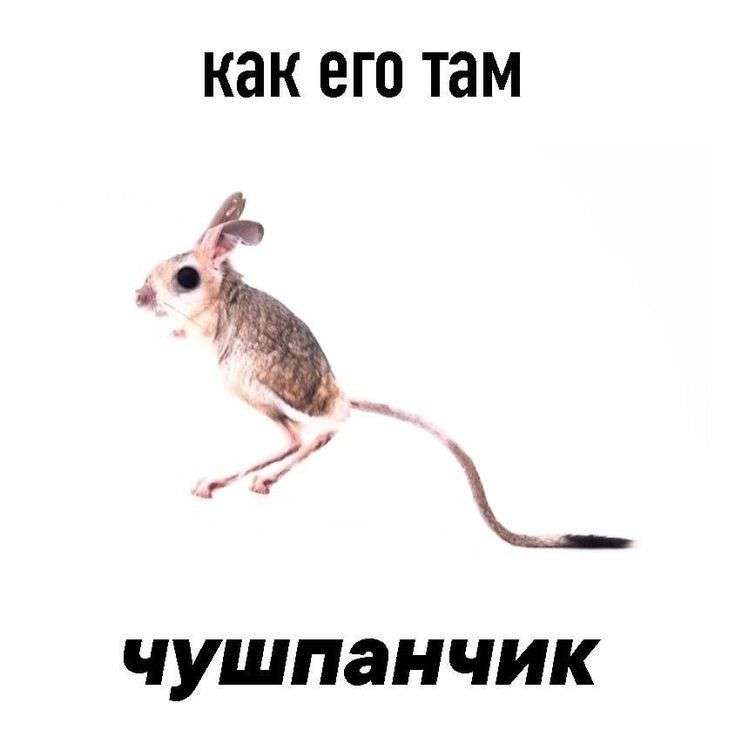 Lion0x0 Profile Picture