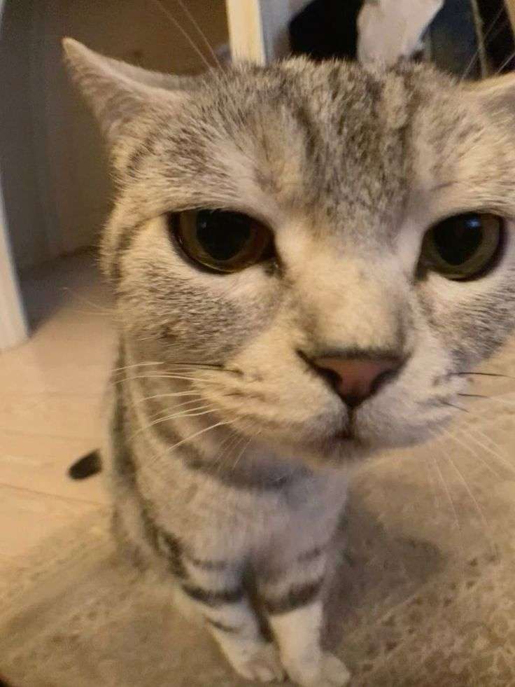 x0fog Profile Picture