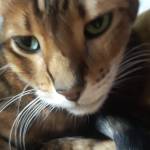 Loganenok Profile Picture