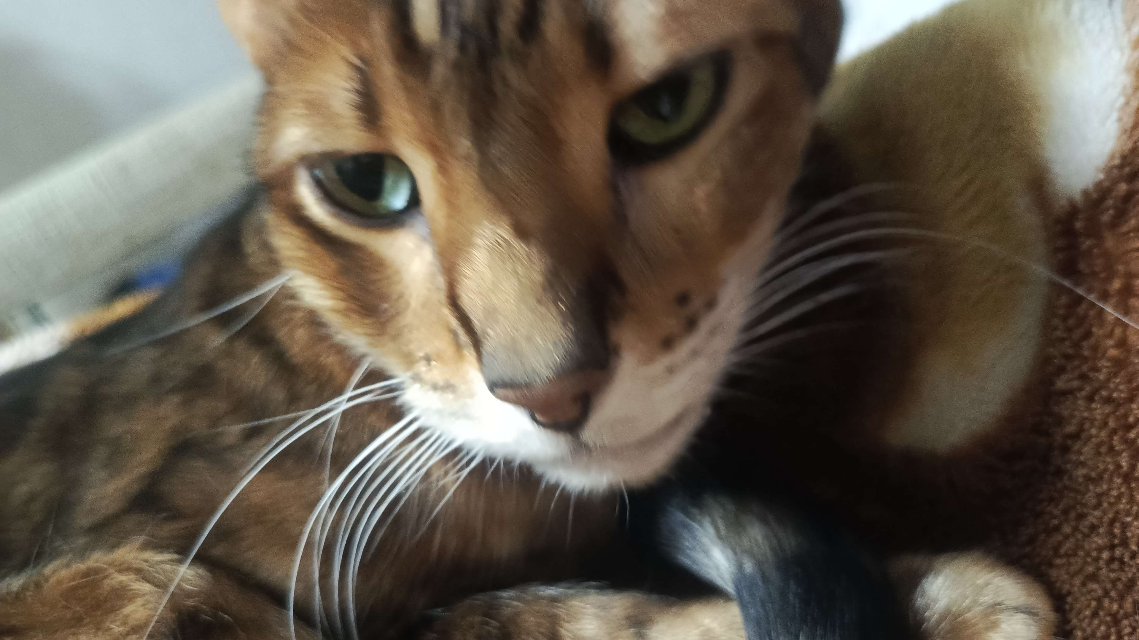 Loganenok Profile Picture