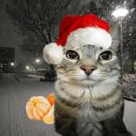 Fir_Lin Profile Picture