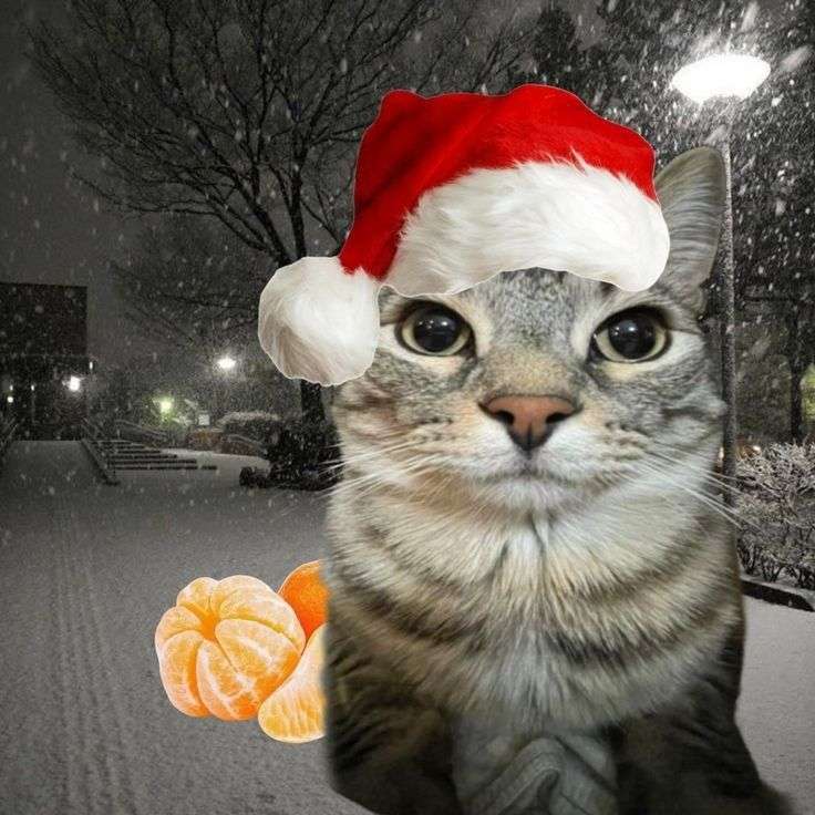 Fir_Lin Profile Picture