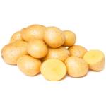 Bulba Profile Picture