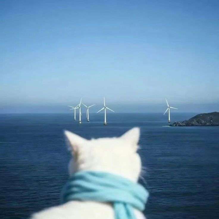 Lipezh Profile Picture